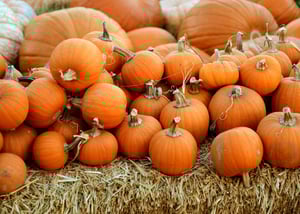 Pumpkin patches in East Bay, including Fremont and Danville.